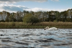 Brockholes 12