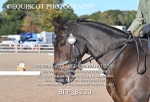 BPP_8230