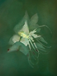 Columbine #1