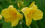 Mellow Yellow
