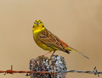 Yellowhammer - Emberiza citrinella