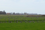 Barnacle Geese