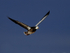 Dark adult Snow Goose flying, Bosque del Apache, New Mexico