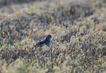 Grey Partridge