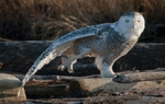 Snowy Owl stretching