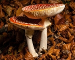 Fly Agaric (02)