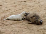 Atlantic Grey Seal