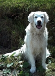 Lighthouse Dog 2