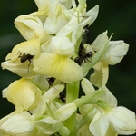 Pale-flowered Orchid (Orchis pallens)