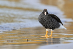 Kelp Goose (female) standing still on beach, Carcass Island, Falklands