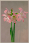 Hippeastrum 'Emanuelle' 2
