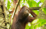 Danum valley