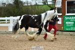 Cls 36 InHand Gelding portfolio