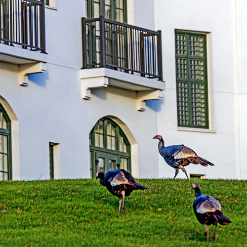 Urban Wildlife