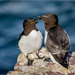 Cheryl Hewitt-Gold Medal-Print-Razorbills Together_
