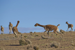 Vicuna Fighting