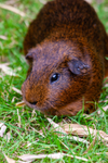 guinea pig cavia porcellus-8973
