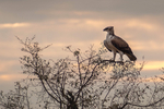 Martial Eagle