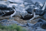 The dancing of the blue-footed Boobies