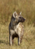 Spotted Hyena