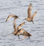 Marbled Godwit- mature and immature