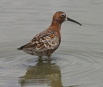 Curlew Sandpiper