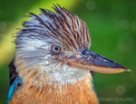 Blue Winged Kookaburra