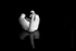 Swan 07