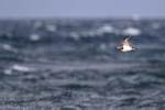 Turnstone in flight wings up, Scotland