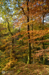 Autumnal colour, Snowdonia