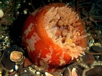 Urticina eques