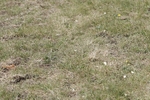 BVHT 140517 N-235