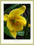 Tulipa sylvestris