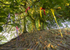 Avebury Trees