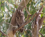 Scops Owl