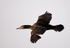 Cormorant