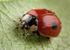 2-Spot Ladybird