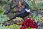 Male Ring Ouzel