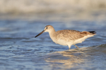 Side view of Willet, Fort De Soto Park, Florida