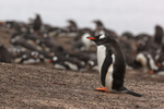 Gentoo Penguin resting near colony, Saunders Island, Falklands