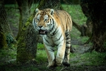 Amur Tiger - RLP_2070-437