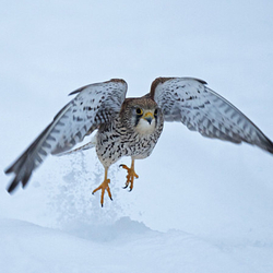 Kestrel Flying