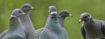 Band-tailed Pigeons