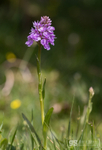 Heath Spotted-orchid, Snowdonia