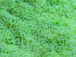 Soft Coral