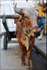 India Porbandar bullock cart detail