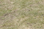 BVHT 140517 N-330