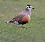 Dotterel