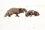 Arctic Foxes courting, Hornstrandir, Iceland