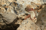 Short-tailed Weasel, Duck Island, Alaska